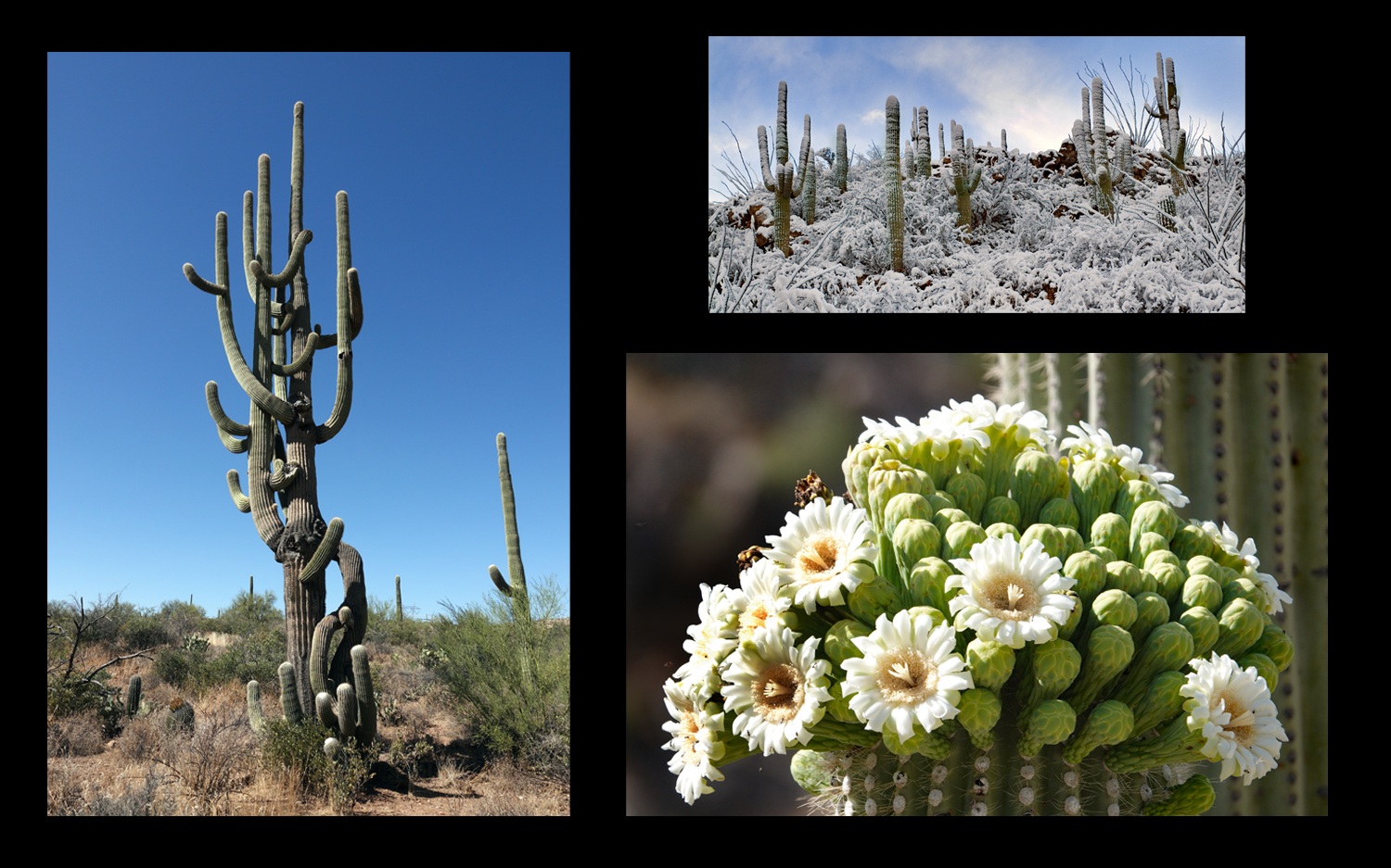 Saguaro cacti endangered by climate change in the Sonoran Desert