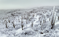 Snowstorm in the Sonoran Desert photographed by Warren Faidley